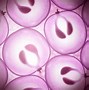 Image result for grape stem cells