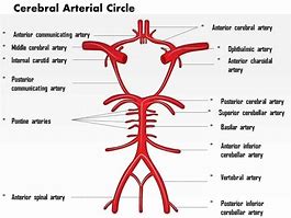 Image result for Posterior Circulation Circle of Willis