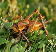 Image result for Cricket Types