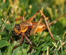 Image result for Types of Crickets