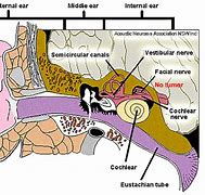 Image result for Outer Ear Anatomy External
