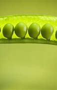 Image result for What Is the Size of a Pea
