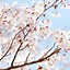Image result for Spring iPhone Screensavers
