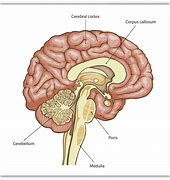 Image result for Brain Out Level-5