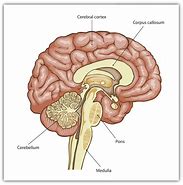 Image result for Brain Outline Top View