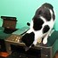 Image result for Jokes About Cats and a Copy Machine
