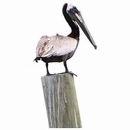 Image result for Pelican Meme