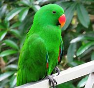 Image result for Parrot and a Crow Clip Art