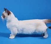 Image result for White Fat Munchkin Cat