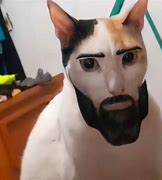 Image result for Cat Chad Eyebrow Meme