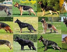 Image result for Different Types German Shepherd