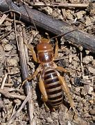 Image result for Different Types of Crickets