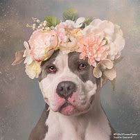 Image result for Spring Flowers with a Pit Bull Dog