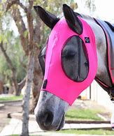 Image result for Droopy Ears in Horses