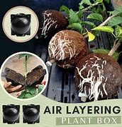 Image result for Air-Layering Pods