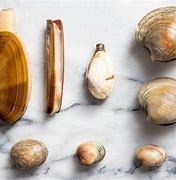 Image result for Clam Shape