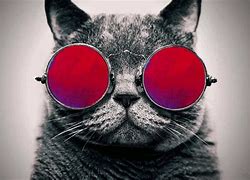Image result for Funny Cat Sunglasses