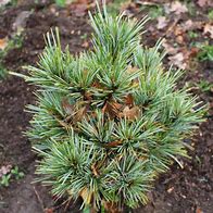 Pinus koraiensis Spring Grove-साठीचा प्रतिमा निकाल