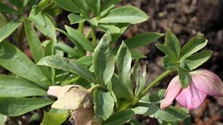 Image result for Helleborus cyclophyllus