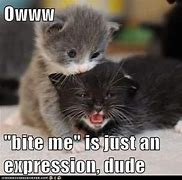 Image result for Cute Kitten Meme Images