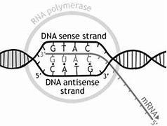 Image result for Antisense Strand DNA