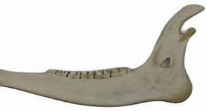 Image result for Deer Jaw