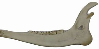 Image result for Deer Jawbone Aging Tool