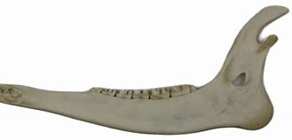 Image result for Deer Lower Jaw Bone
