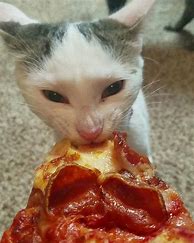 Image result for Pizza Crust The Cat