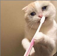 Image result for Baby Cat Crying Meme