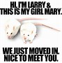 Image result for Cute Funny Rat