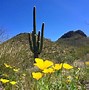 Image result for Arizona White Wildflowers
