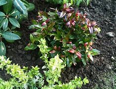 Image result for Leucothoe axillaris Red Lips