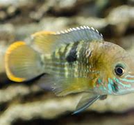 Image result for Peaceful Cichlids