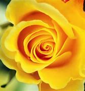 Image result for Cute Girly Desktop Wallpaper Gold Rose