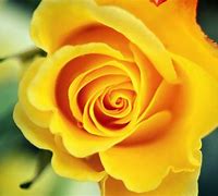 Image result for Yellow Rose Wallpaper for Laptop