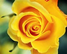Image result for yellow roses wallpapers hd