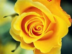 Image result for Rose Wallpaper Phone Neon