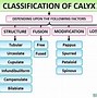 Image result for A Calyx Is Indicated By