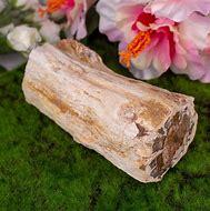 Image result for Petrified Tree Branches