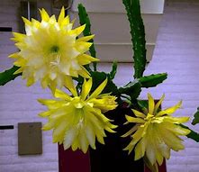 Image result for Types of Cactus House plants