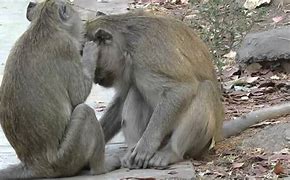 Image result for Funny Monkey Kiss Face