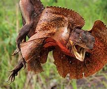 Image result for Frilled Lizard Animal