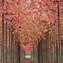 Résultat d’images pour Acer freemanii Autumn Blaze