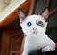 Image result for Gambar Kucing Lucu