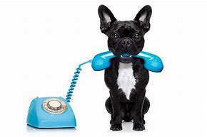 Image result for Dog Answering Phone Meme