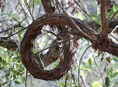 Image result for Tree and Vine Jokes
