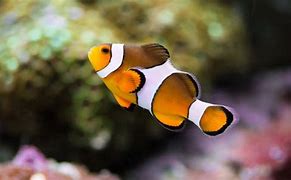 Image result for Fish 1080P