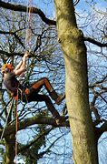 Image result for Arborist Twin Rope Climbing