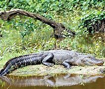 Image result for Alligator in Spanish
